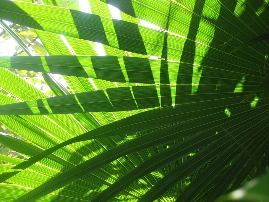 Leaves, Shadow, Sun, Light, Light, Green, Close, lichtspiel HD wallpaper