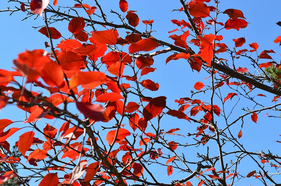 leaves, red, autumn, fall, blue, sky, branch, natural, tree HD wallpaper