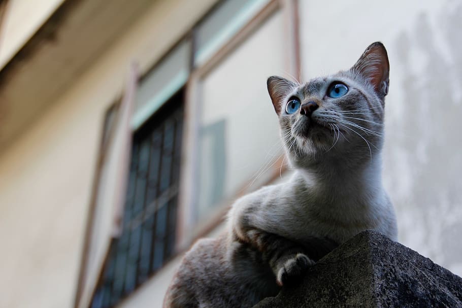 gray cat with blue eyes seating on ledge beside and window, thailand