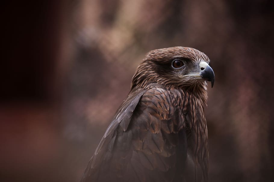 selective focus photography of brown hawk, selected focus photo of brown bird HD wallpaper