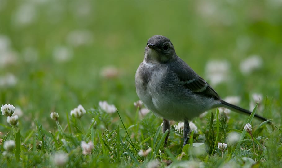 bird, small, nature, animal themes, vertebrate, animal wildlife HD wallpaper