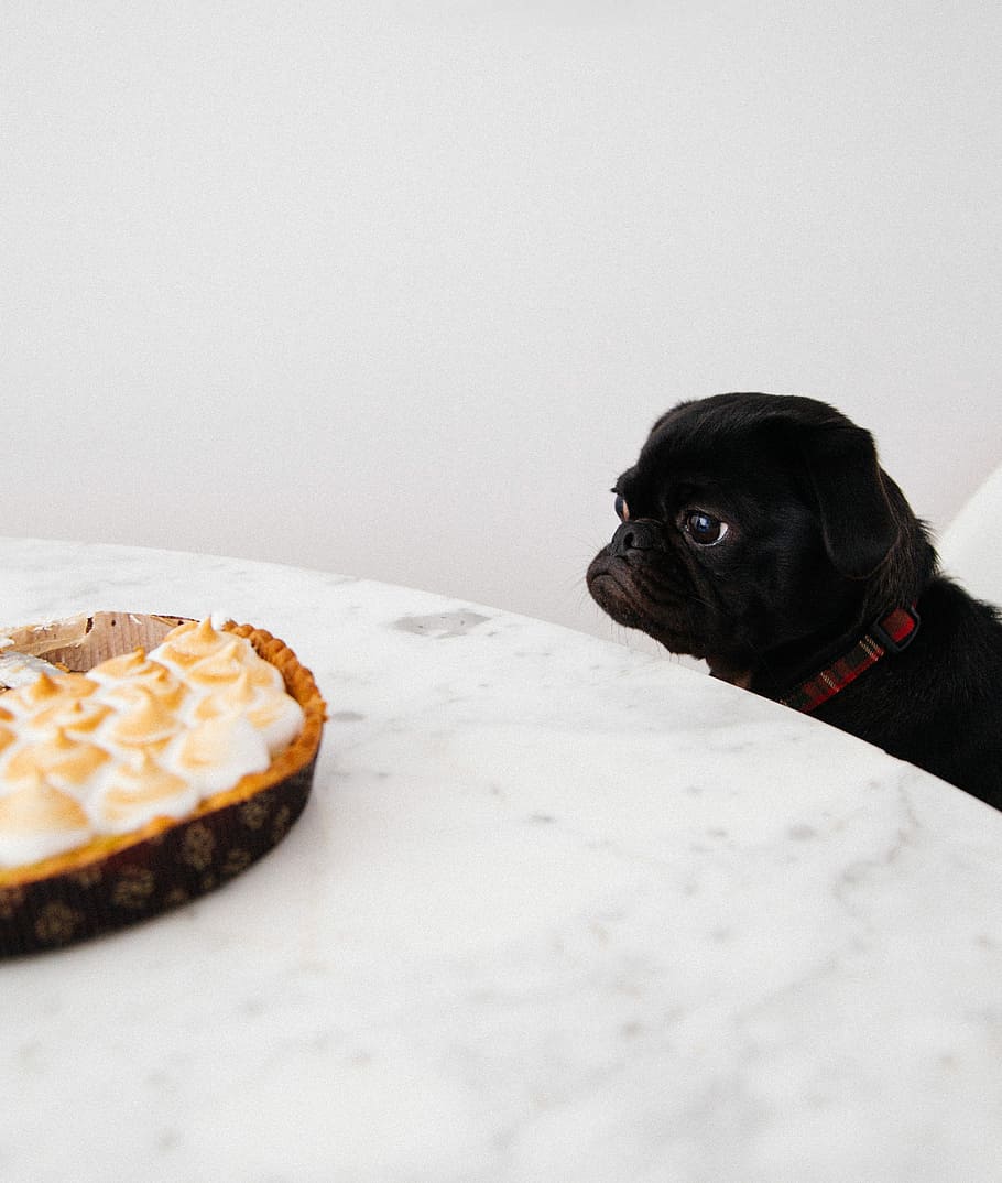 black puppy looking at cupcakes, black pug puppy looking at baked marshmallow pastry on white table HD wallpaper