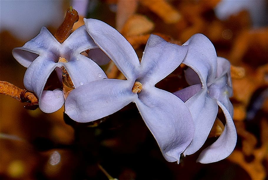 Lilac, Flower, Bloom, Spring, Floral, blossom, purple, violet HD wallpaper