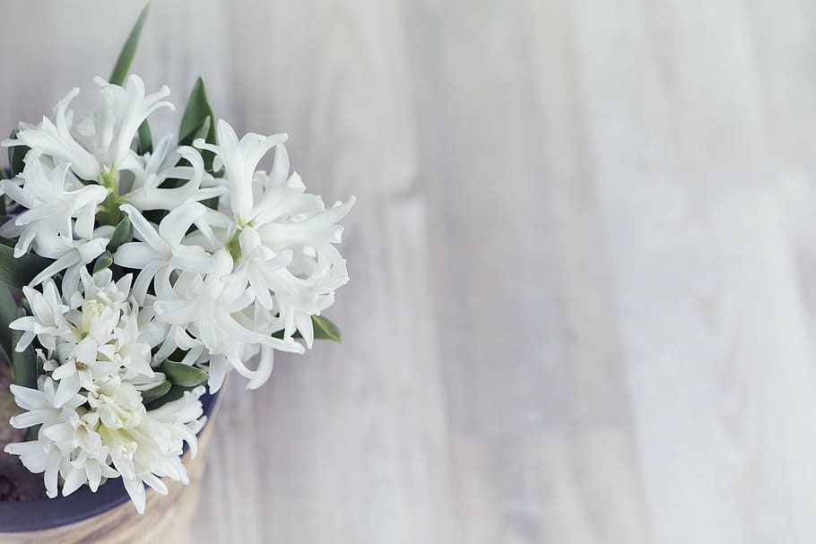 white petaled flowers, fragrant flower, plant, spring flower, HD wallpaper