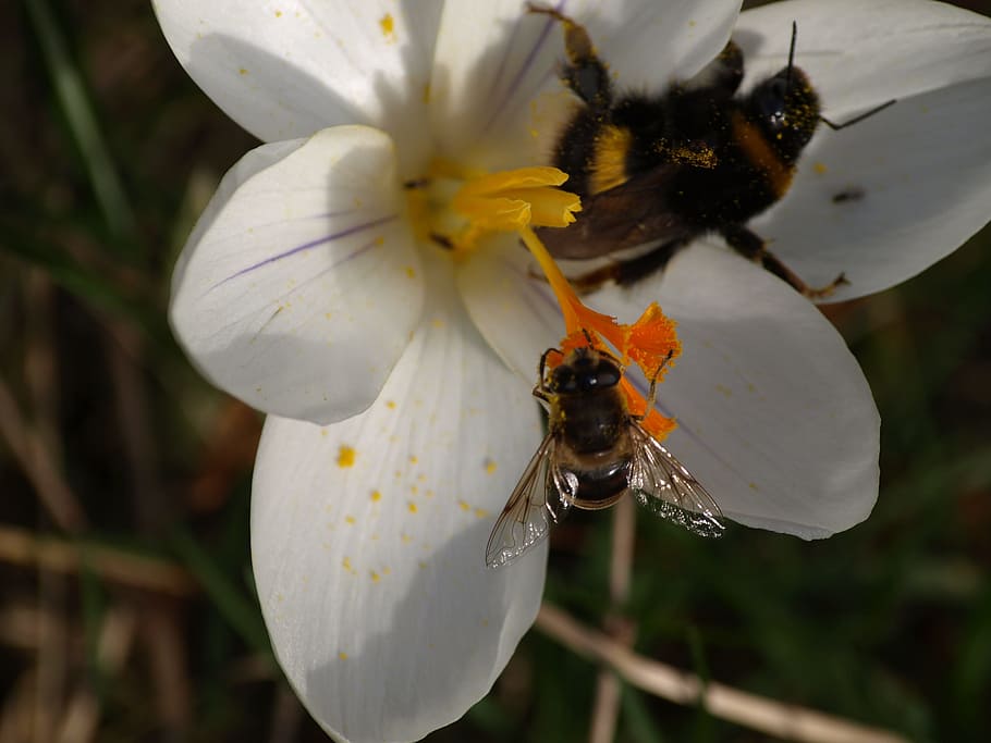 Hoverfly, Crocus, Hummel, White, frühlingsanfang, pollination HD wallpaper