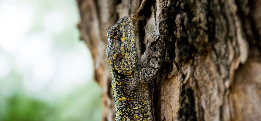 Animal, Close-Up, Lizard, Macro, Reptile, tree, nature, forest HD wallpaper
