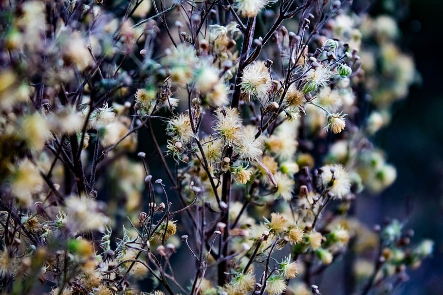 bloom, blooming, blossom, blur, branch, bright, close-up, field HD wallpaper