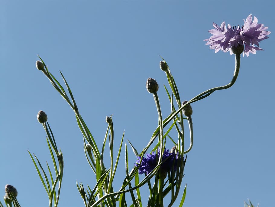 Cornflower, Stalk, Pink, blue, light pink, blossom, bloom, leaves HD wallpaper