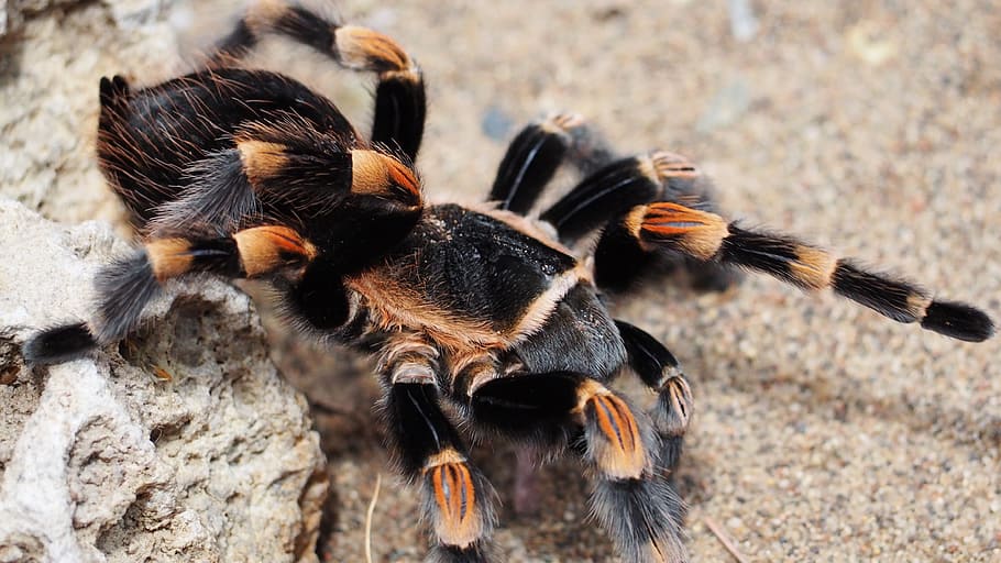 Tarantula, Spider, Animal, Hairy, Nature, species, dangerous, HD wallpaper