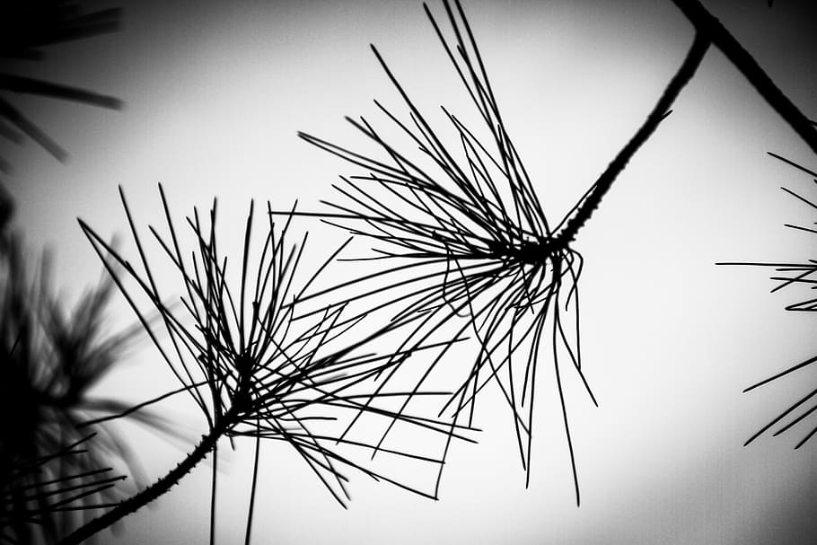 against day, pine, branches, sky, plant, no people, nature HD wallpaper