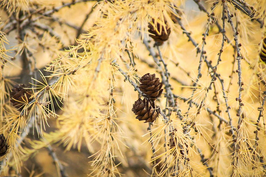tree, cone, evergreen, pinecone, season, plant, nature, no people HD wallpaper