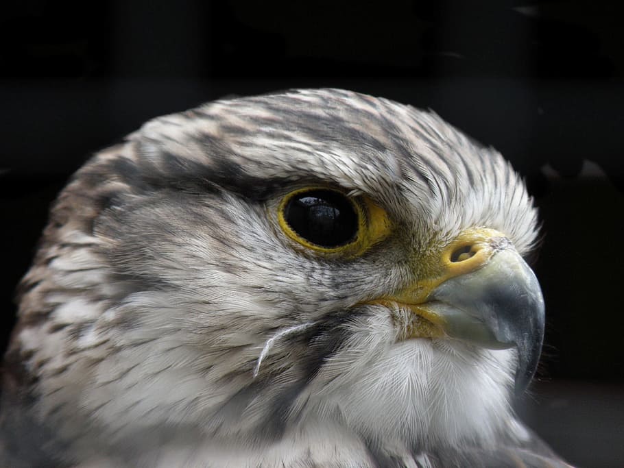 Falcon, Raptor, Bird, Hawk, Predator, eye, beak, macro, closeup HD wallpaper