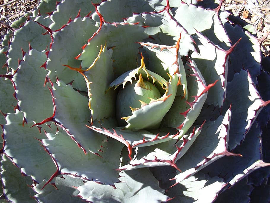 cactus, flower, plant, thorns, rosette, succulent, sharp, prickly, HD wallpaper