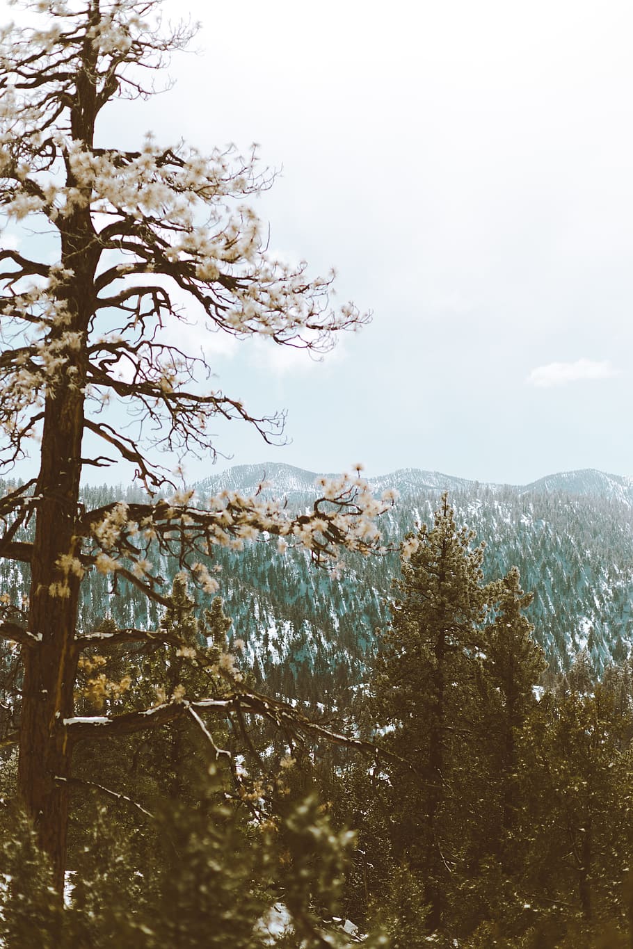 landscape photography of trees, white petaled trees near mountain HD wallpaper