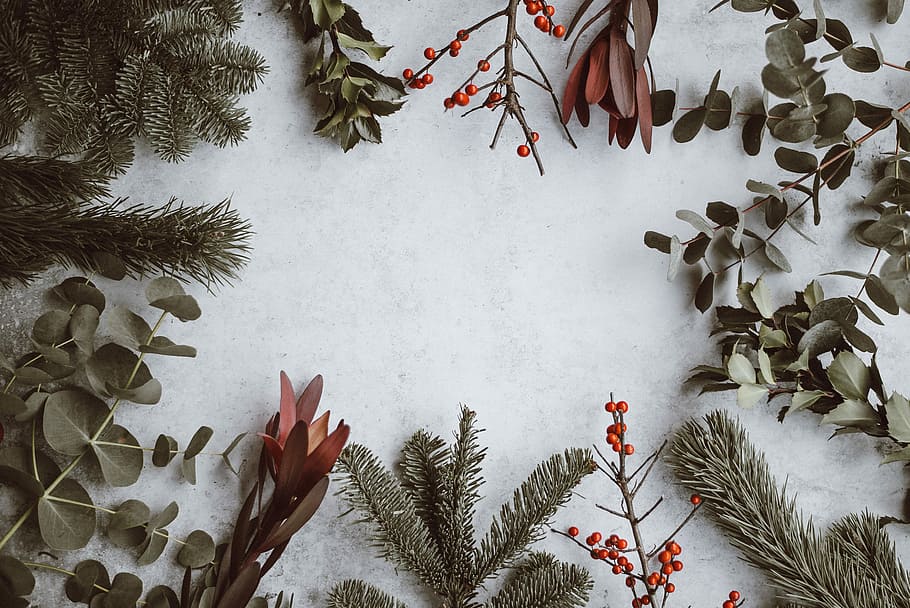 assorted-type of leaves lying on white panel, red flowers surrounded by green leafed plants HD wallpaper