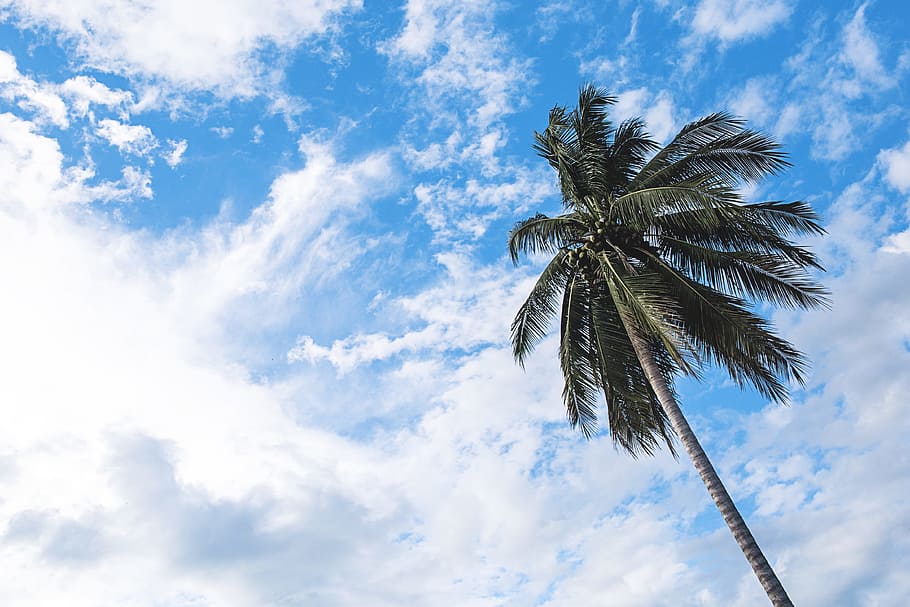 green and brown Coconut tree under white and blue sky during daytie, low angled photo of green palm tree HD wallpaper