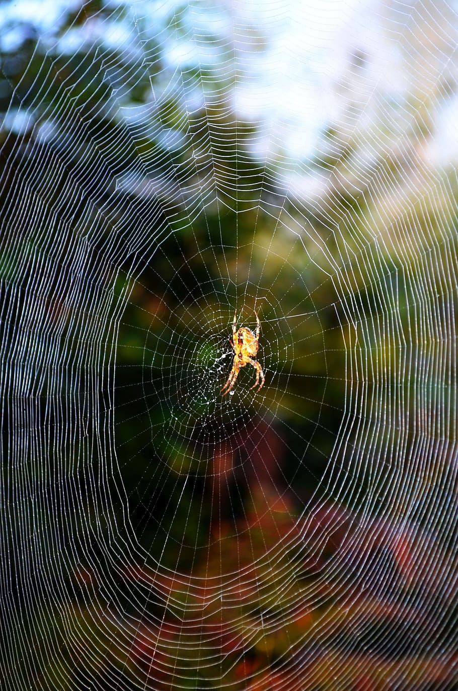 Canvas, Spider, Nature, spider web, spinning, fragility, animal themes HD wallpaper