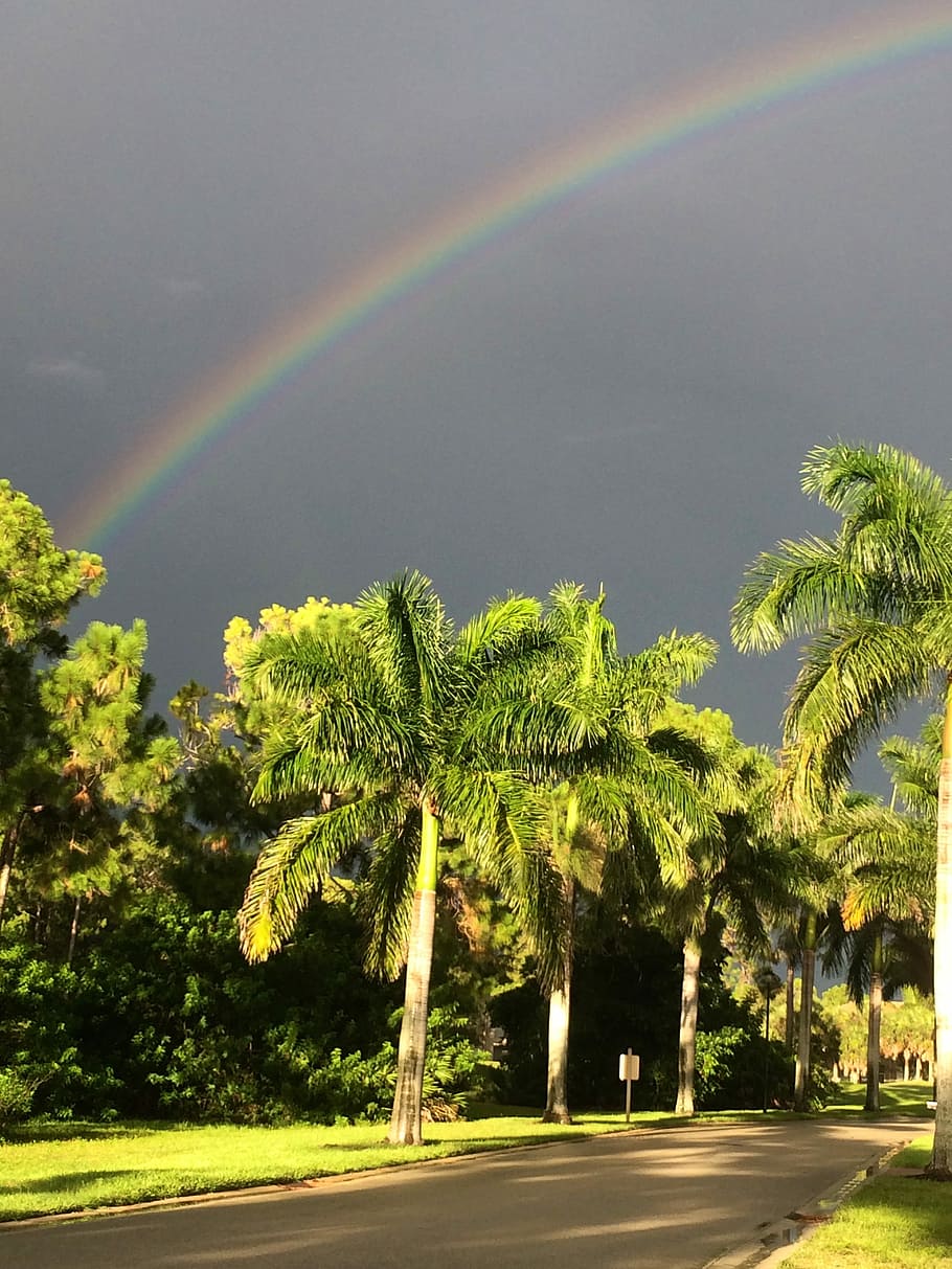 Rainbow, Tropical Storm, Tropical, Storm, nature, weather, palm Tree
