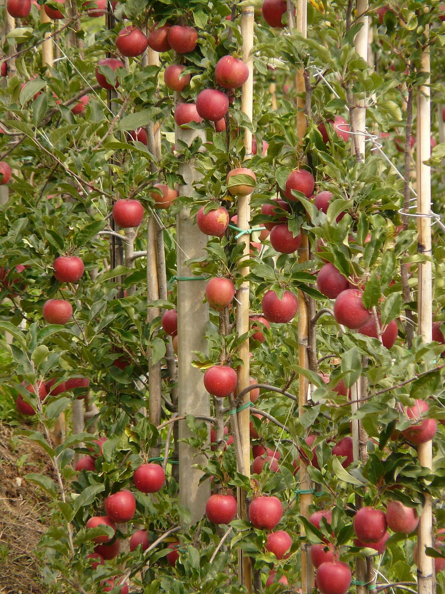 apple, fruit, eat, nature, healthy, red, plantation, food, agriculture HD wallpaper