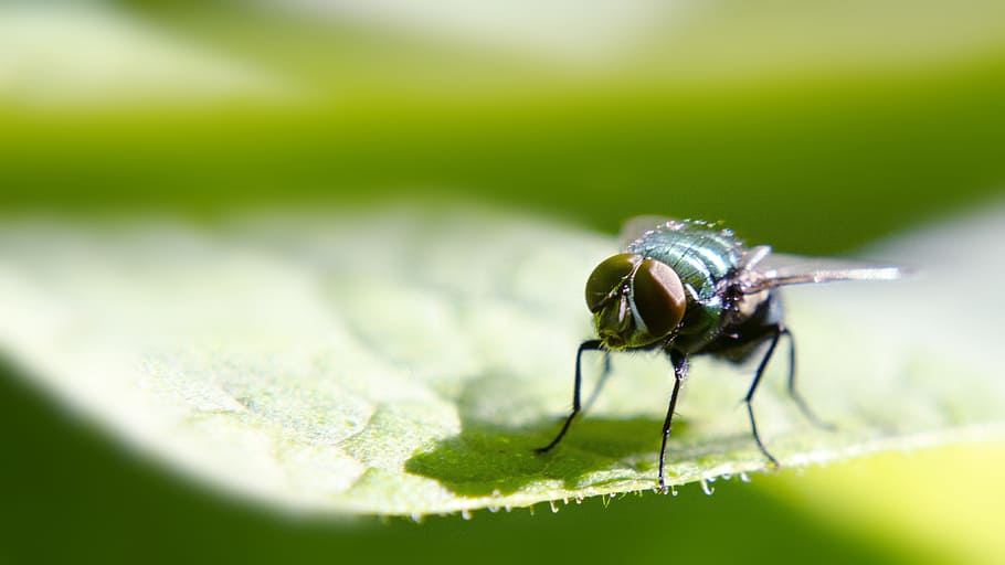 insects, green, be, macro, animal, invertebrate, animal themes HD wallpaper