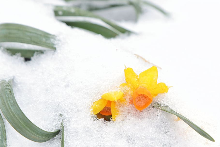 snow, daffodils, spring, cold weather, cold temperature, winter HD wallpaper