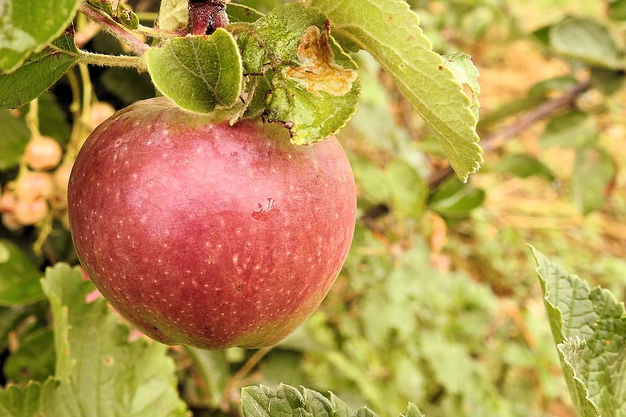 apple, apple tree, fruit, kernobstgewaechs, food, food and drink HD wallpaper