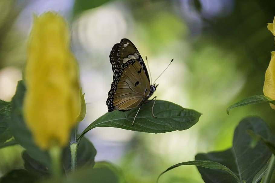 butterfly, leaf, natural, insect, wing, one animal, animal themes HD wallpaper