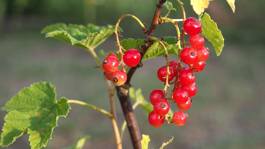 Red Currant, Fruit, Plant, spray, bush, bunch, branch, food HD wallpaper