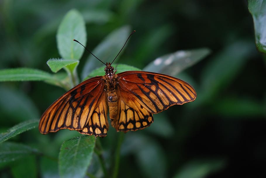Brown and Black Butterfly on Green Plant during Daytime, close-up HD wallpaper
