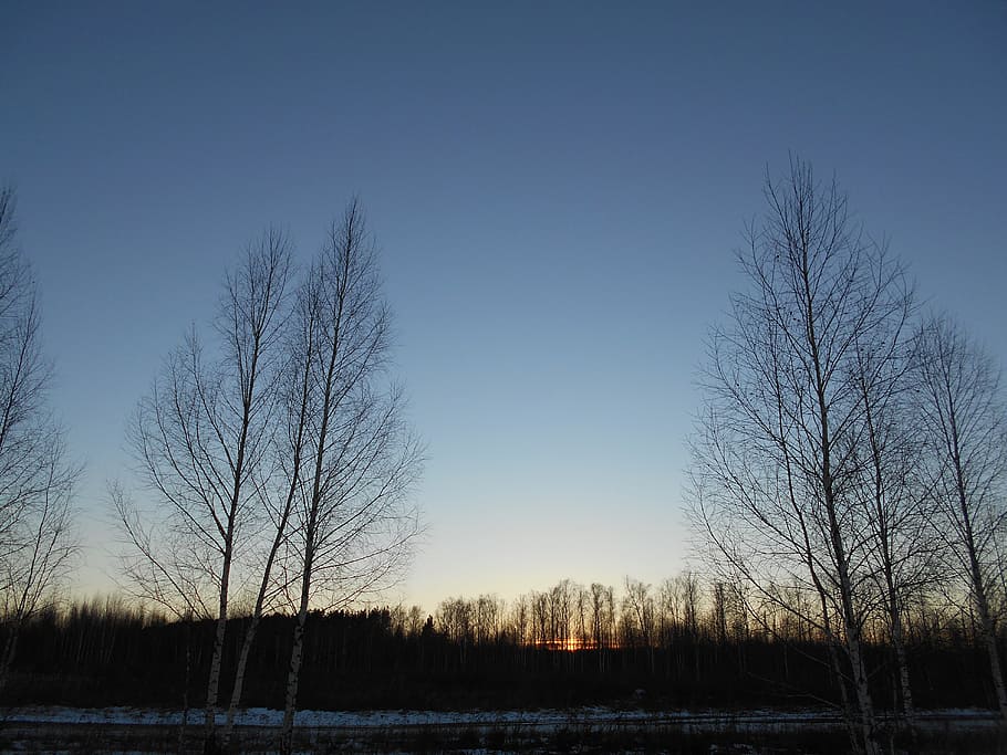landscape, tree, nature, dawn, winter, sky, panoramic, weather HD wallpaper