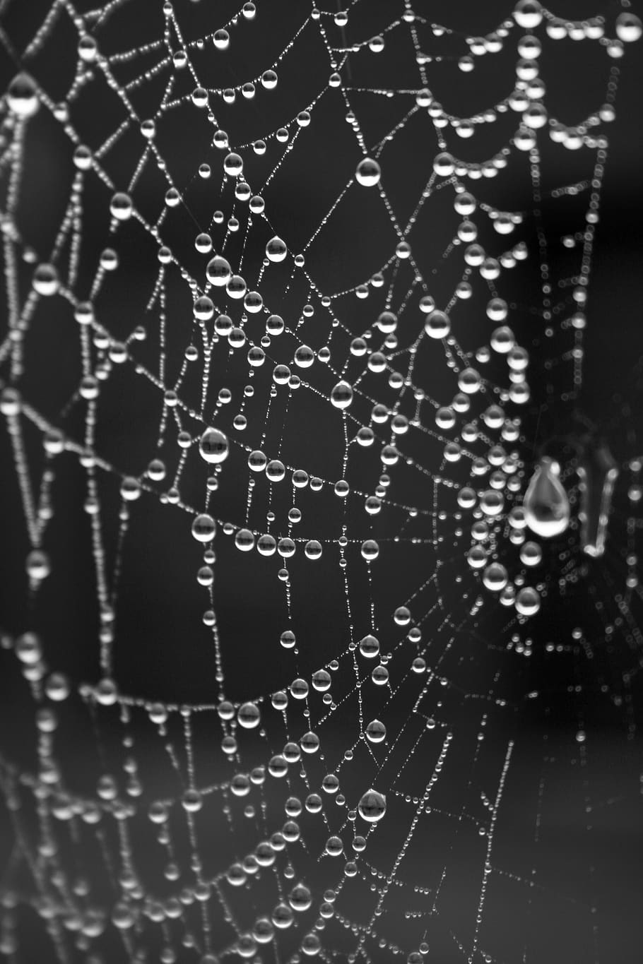 dew, spider web, dewdrops, water, fragility, wet, close-up HD wallpaper