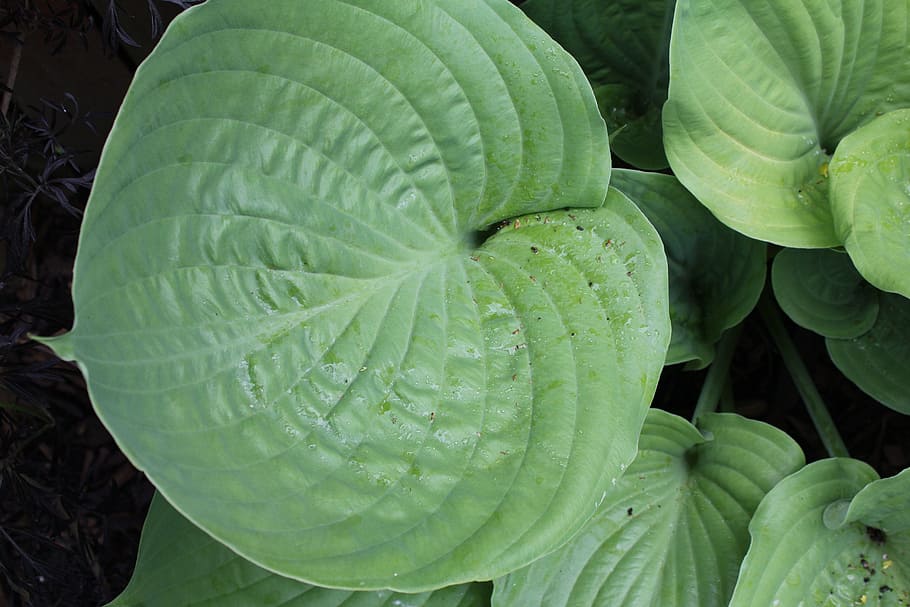 Plantain Lily, Hosta, Leaf, green, leaves, woodland, garden HD wallpaper