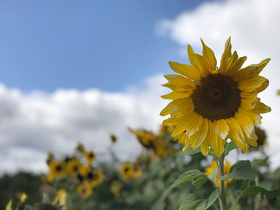 sunflower, clouds, flowers, fall, yellow, flowering plant, freshness HD wallpaper