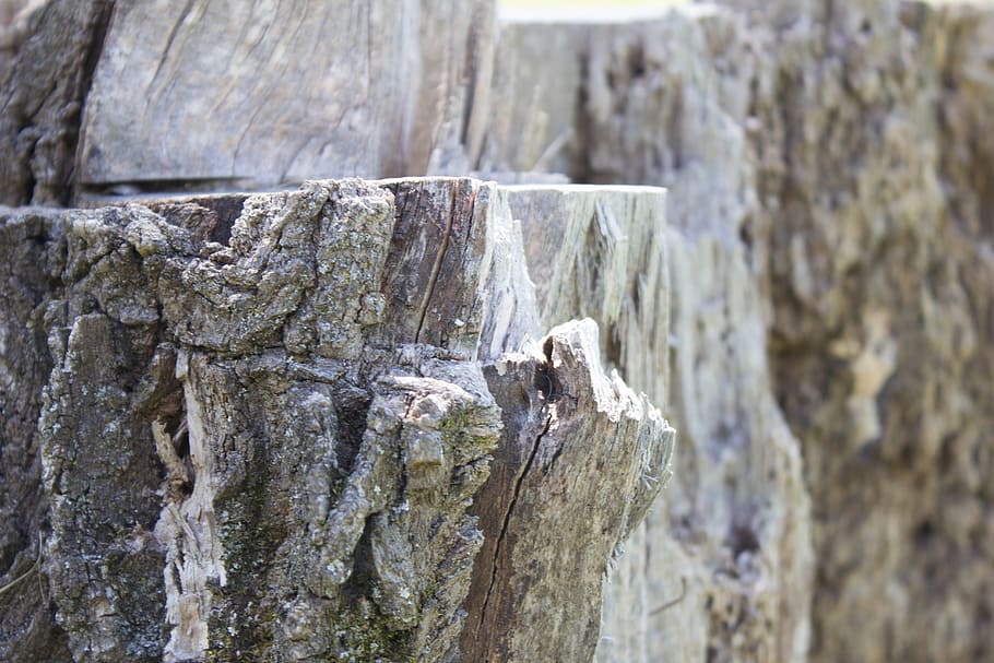 nature, tree, shade, trunk, wood, forest, wood - Material, close-up HD wallpaper