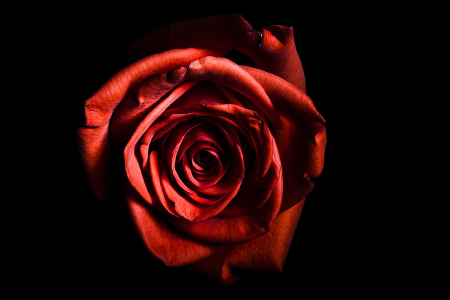 red rose, dark, petal, black background, shadow, rose - flower HD wallpaper