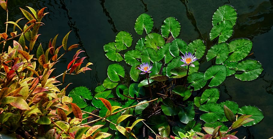 water lollies, lily, pond, kew gardens, london, plant, leaf, HD wallpaper