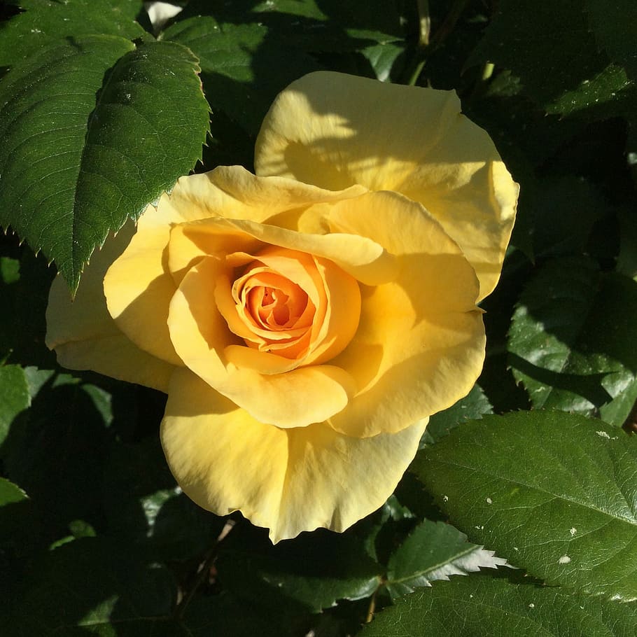yellow, rose, bloom, flower, flowering plant, petal, beauty in nature HD wallpaper