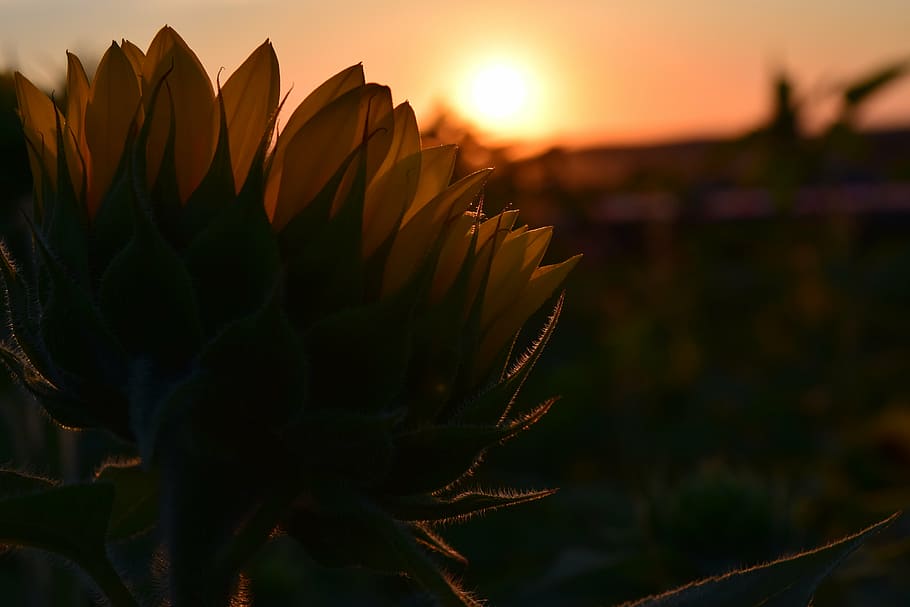 yellow sunflower selective-focus photography, sunset, sun flower HD wallpaper