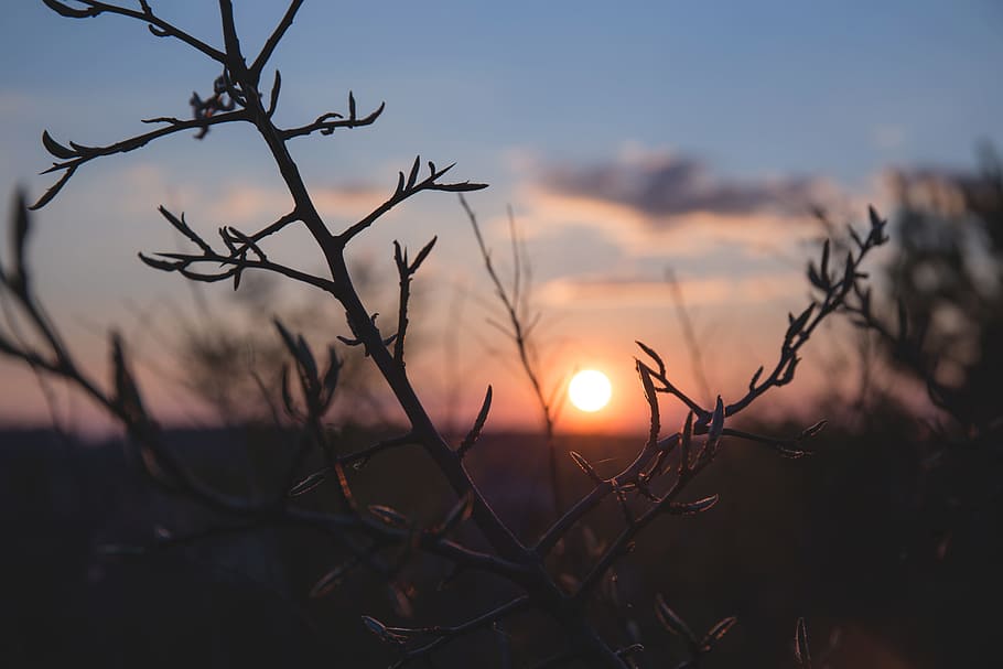 nature, trees, branches, twigs, sky, horizon, clouds, silhouette HD wallpaper