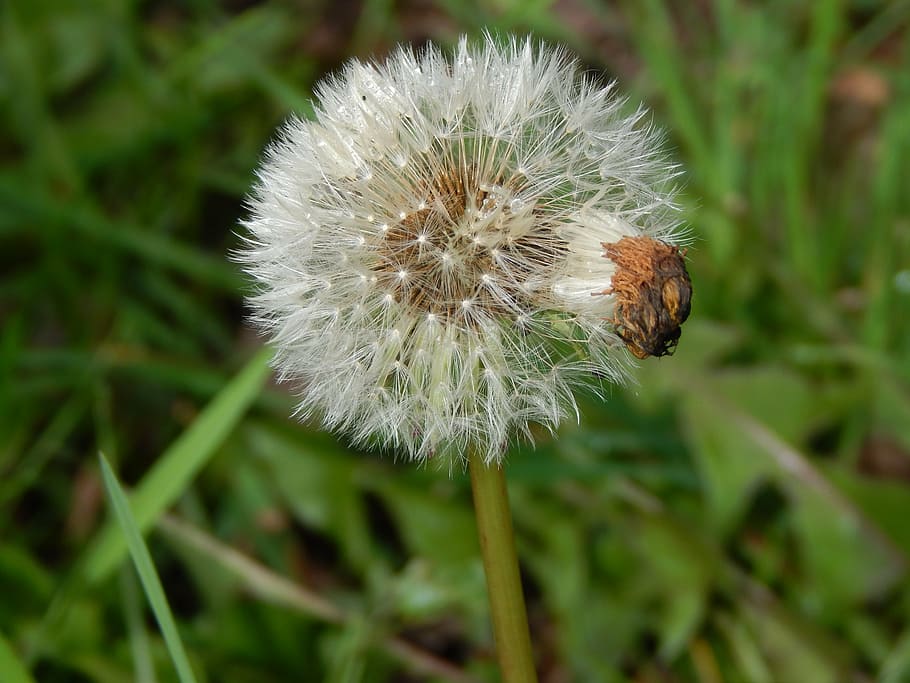 dandelion, fluff, spring, flower, plant, fragility, flowering plant HD wallpaper