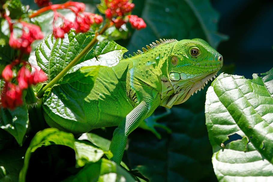 green iguana on flower, reptile, animals, lizard, nature, iguanas HD wallpaper