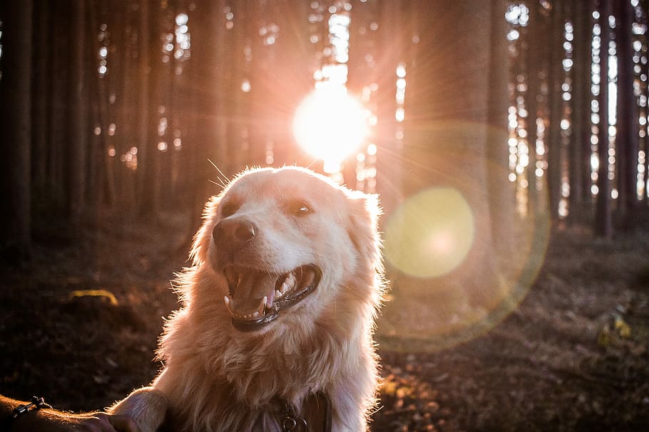 dog in forest with sun rays, adult golden retriever near the trees