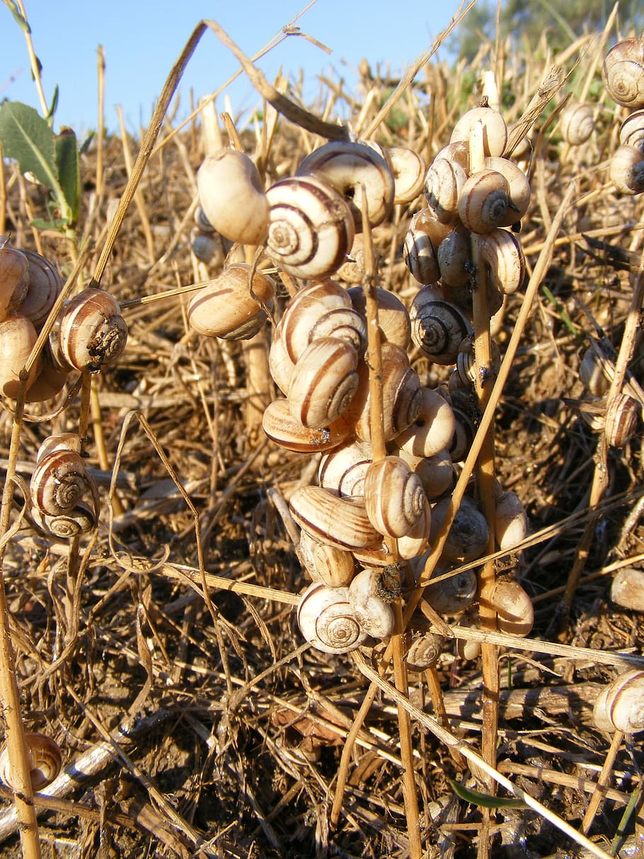 Snails, Dead, Grass, Heat, Stuck, Shell, mollusk, macro, day HD wallpaper