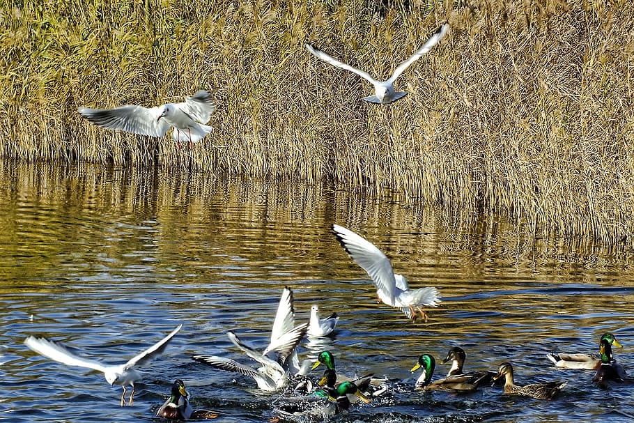 Gulls, Bird, Fly, Nature, River, birds, flying, animals in the wild HD wallpaper