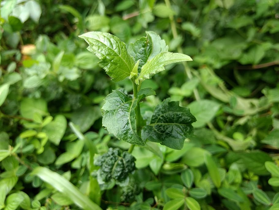 nature, beautiful, god create, leaf, plant part, green color HD wallpaper