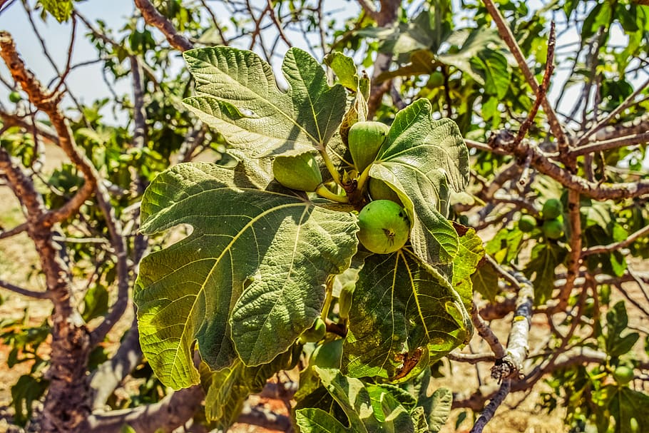 fig tree, leaf, fruit, nature, plant, summer, leaves, mediterranean HD wallpaper