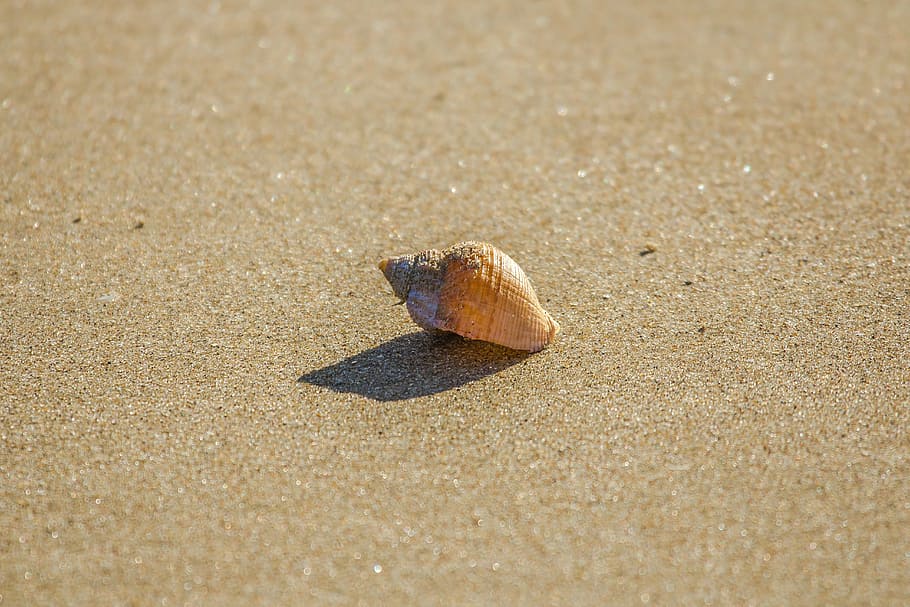 brown seashell on seashore, beach, ocean, low tide, south wales HD wallpaper