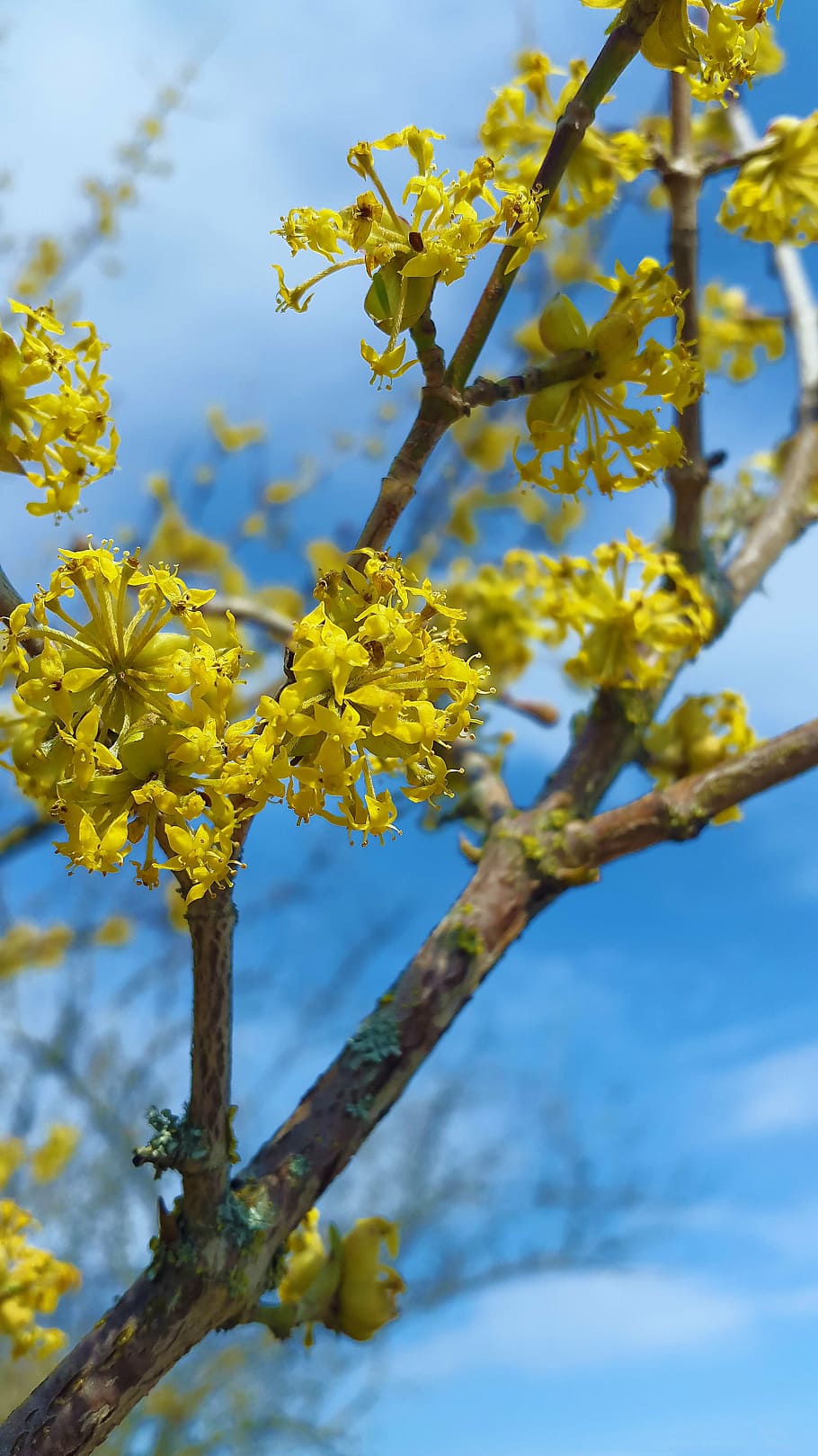 blossom, bloom, bud, spring, bright yellow, lemon, plant, bush HD wallpaper