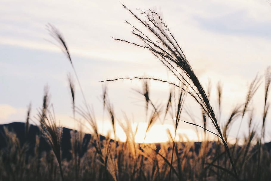 brown rice grain, nature, summer, grass, sunset, plant, field HD wallpaper
