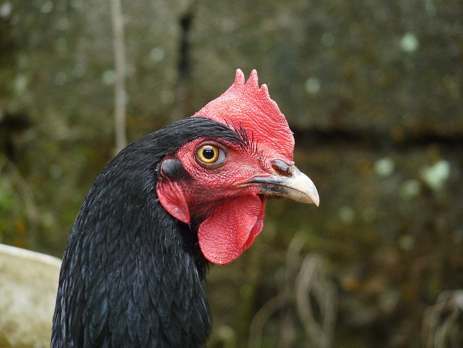 chicken, ubatuba, animals, one animal, animal themes, bird HD wallpaper